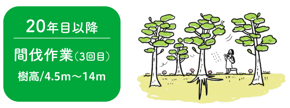 20年目以降｜間伐作業（3回目） 樹高/4.5m～14m